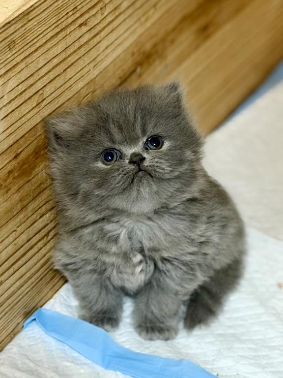 Persian photo 1