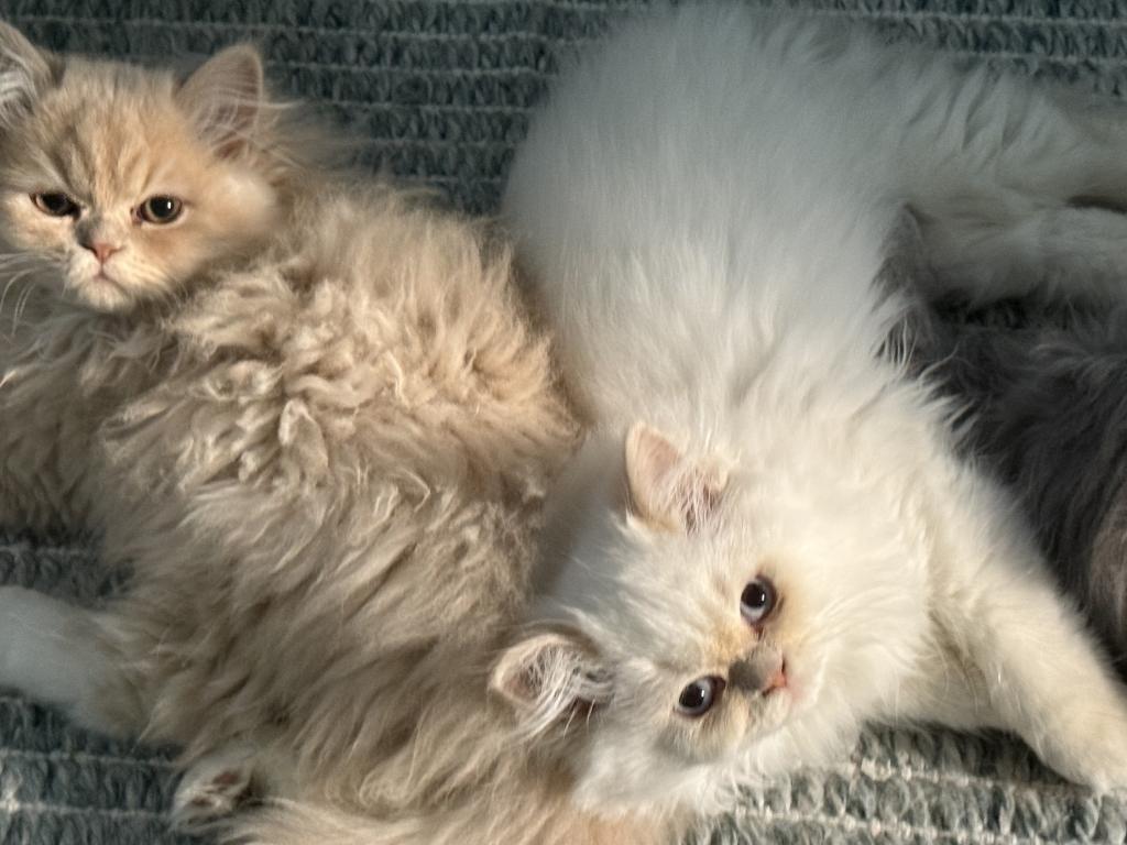 Persian Kittens photo 4