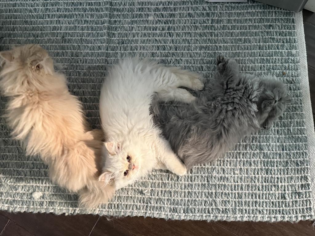 Persian Kittens photo 2