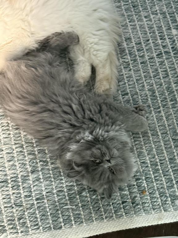 Persian Kittens photo 3