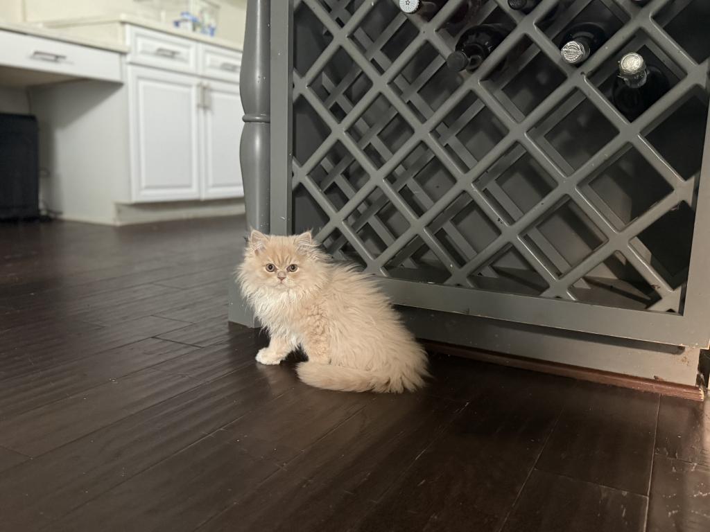 Persian Kittens photo 7