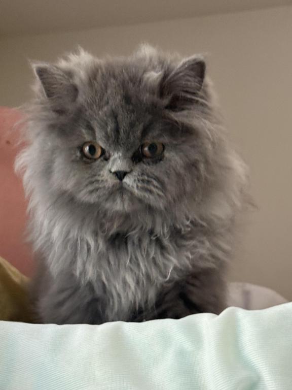 Persian Kittens photo 8
