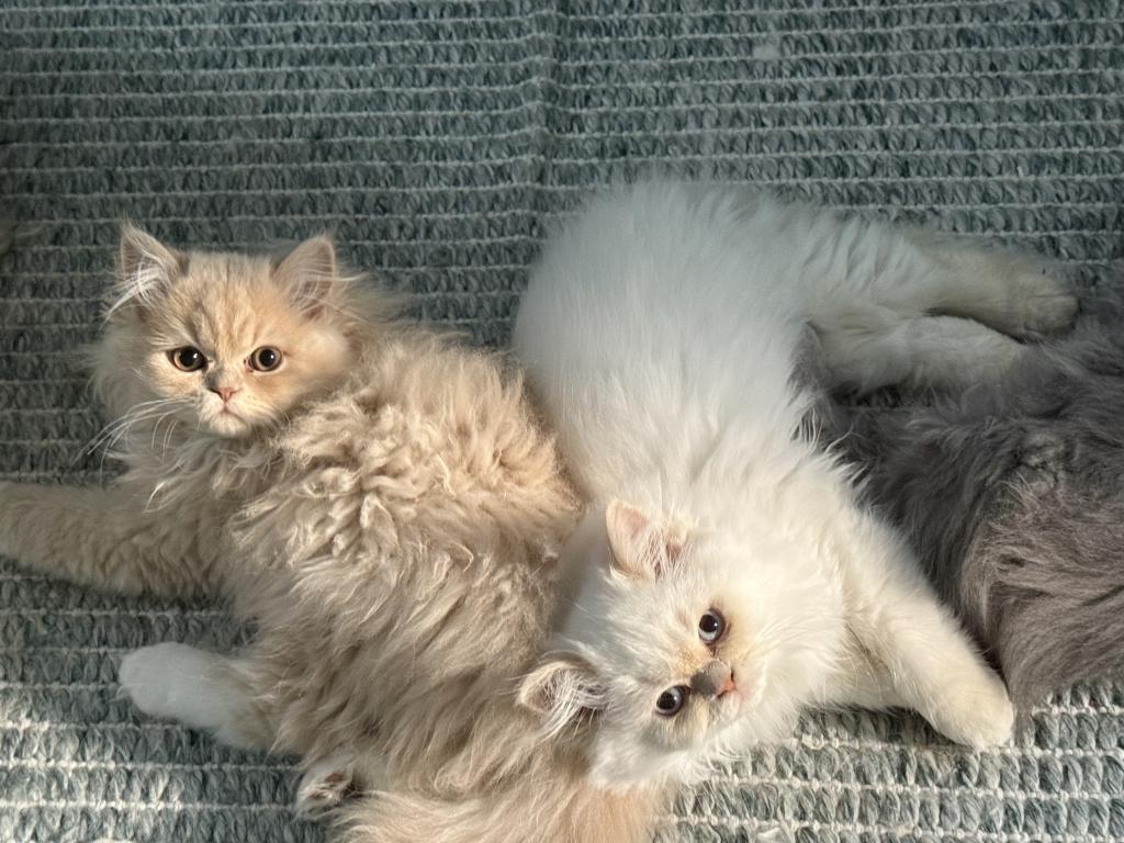 Persian Kittens photo 5