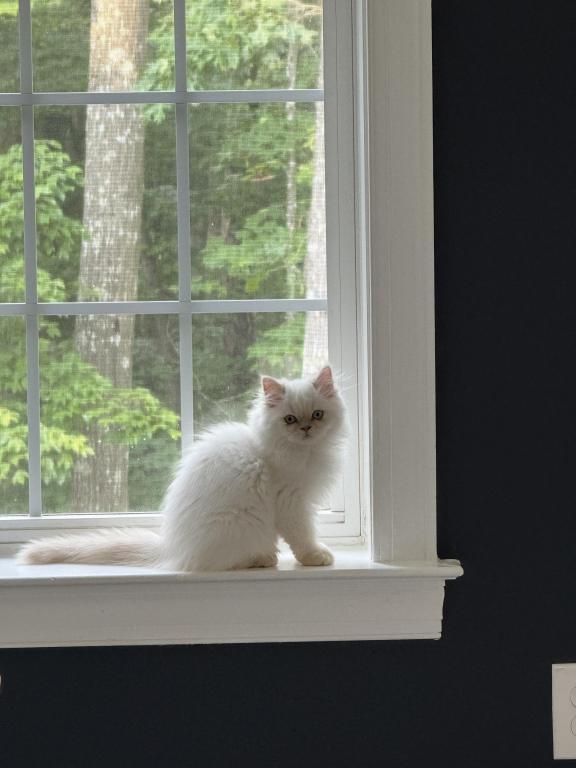 Persian Kittens photo 6