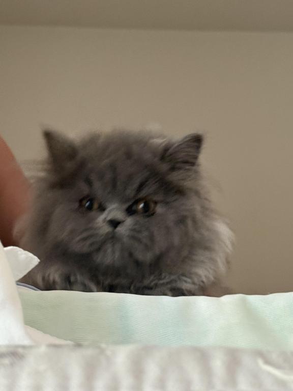 Persian Kittens