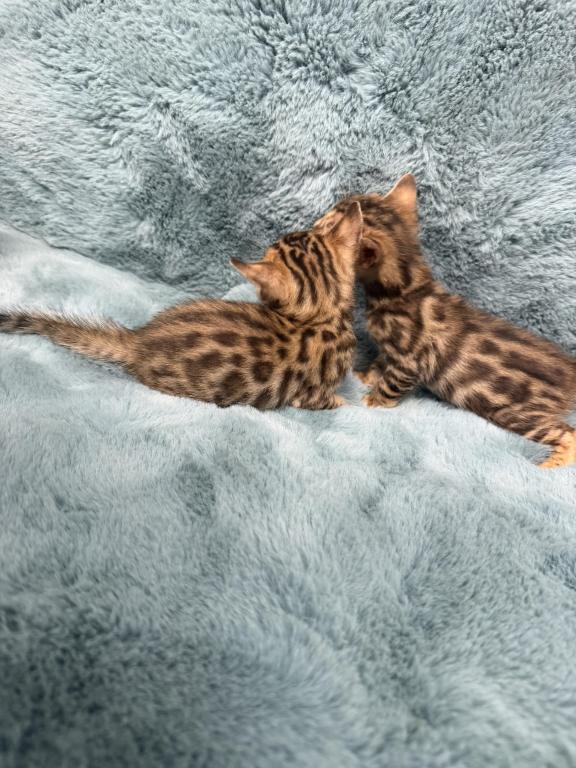 Bengal Lovers photo 14