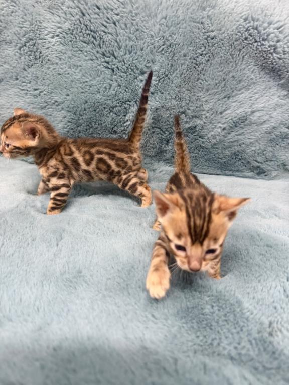 Bengal Lovers photo 2