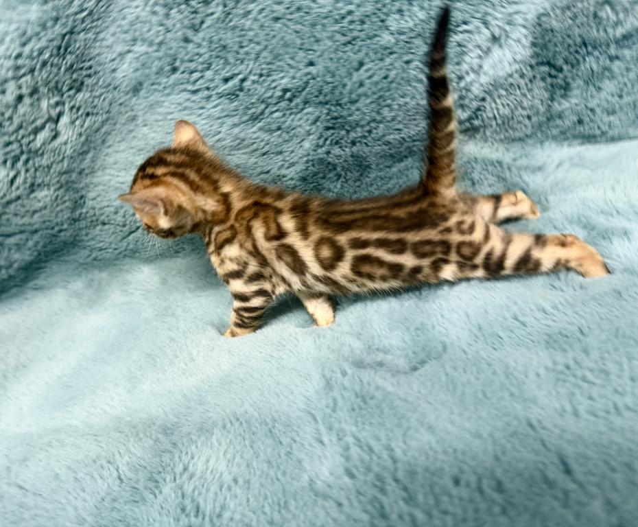 Bengal Lovers photo 3