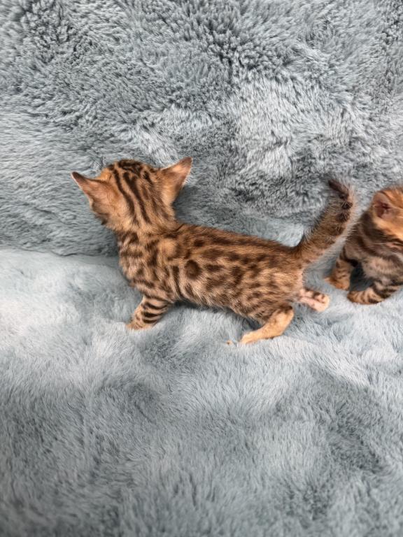 Bengal Lovers photo 13