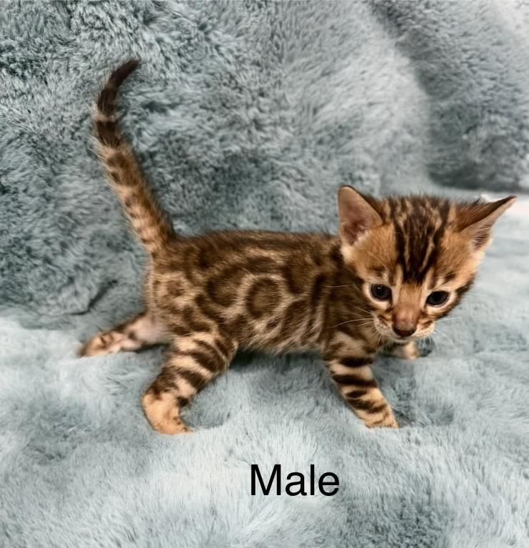 Bengal Lovers photo 1