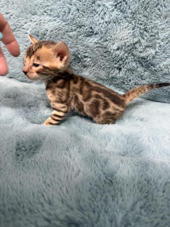 Bengal Lovers photo 10