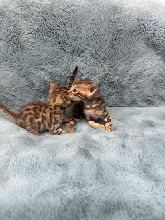 Bengal Lovers photo 15