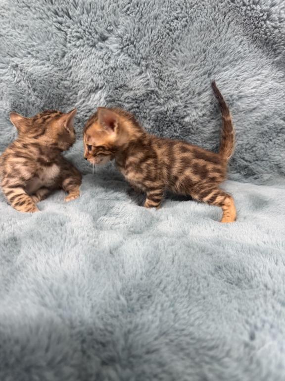 Bengal Lovers photo 12