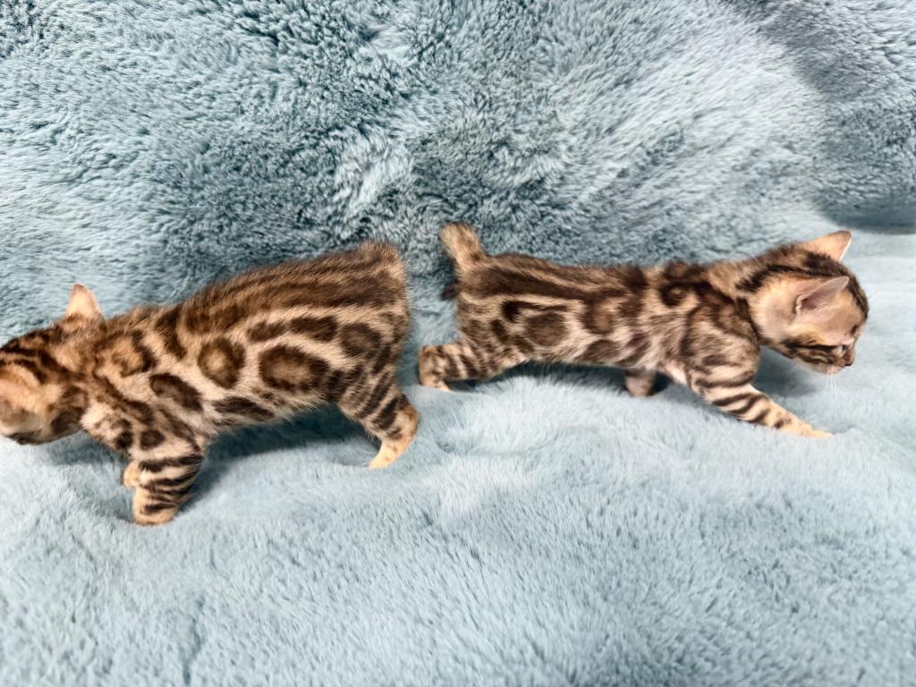 Bengal Lovers photo 5