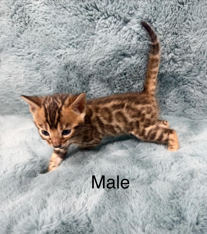 Bengal Lovers photo 18