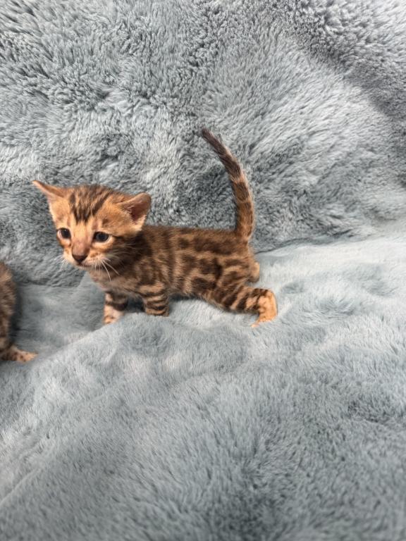 Bengal Lovers photo 17