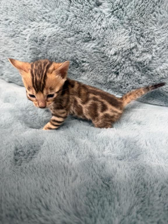 Bengal Lovers photo 7