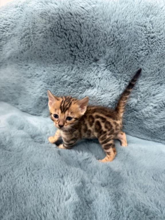 Bengal Lovers photo 8
