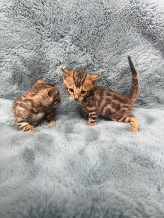 Bengal Lovers photo 6