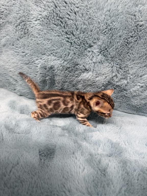 Bengal Lovers photo 9