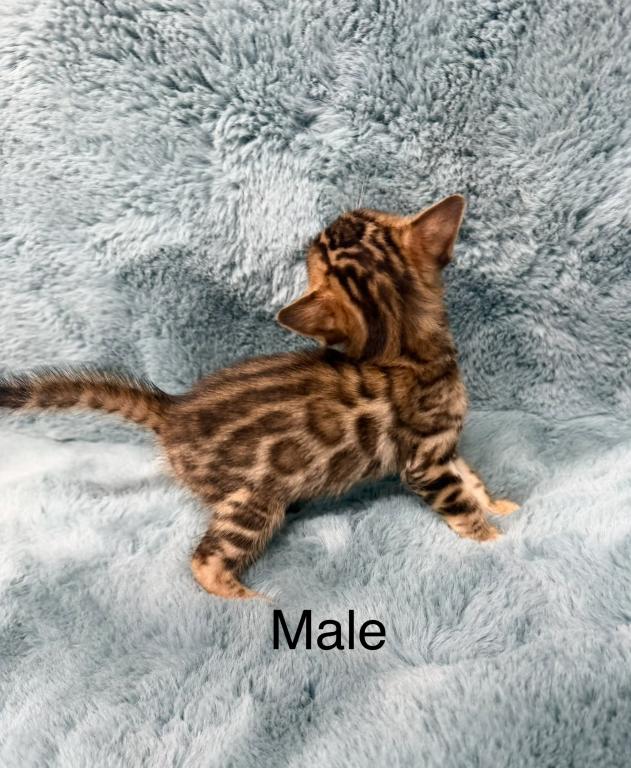 Bengal Lovers photo 19