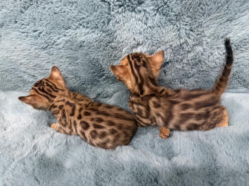 Bengal Lovers photo 11