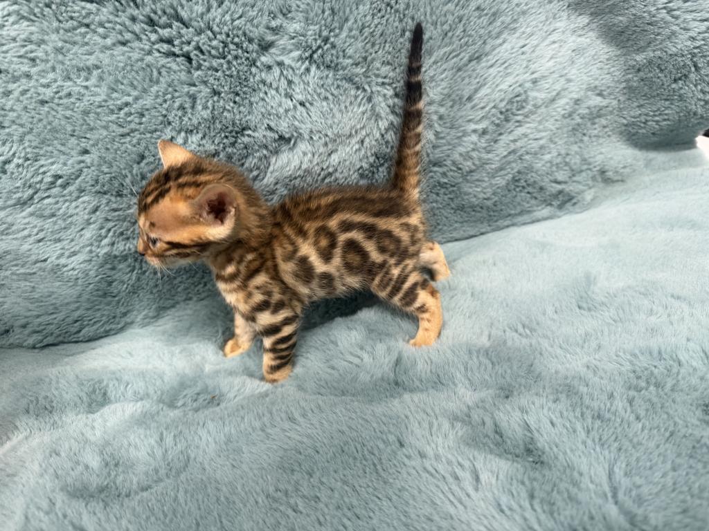 Bengal Lovers photo 4