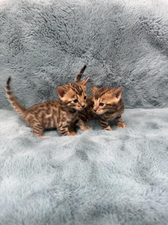 Bengal Lovers photo 16