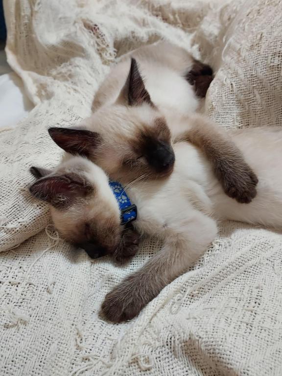 Sealpoint Siamese Kittens photo 11