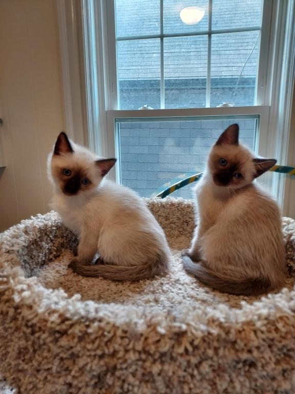 Sealpoint Siamese Kittens photo 3