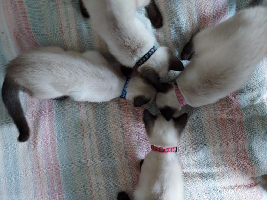 Sealpoint Siamese Kittens photo 9