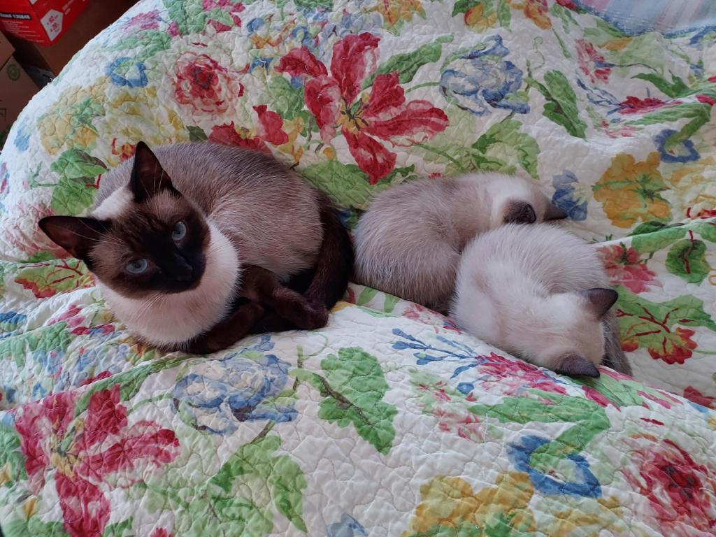 Sealpoint Siamese Kittens photo 8