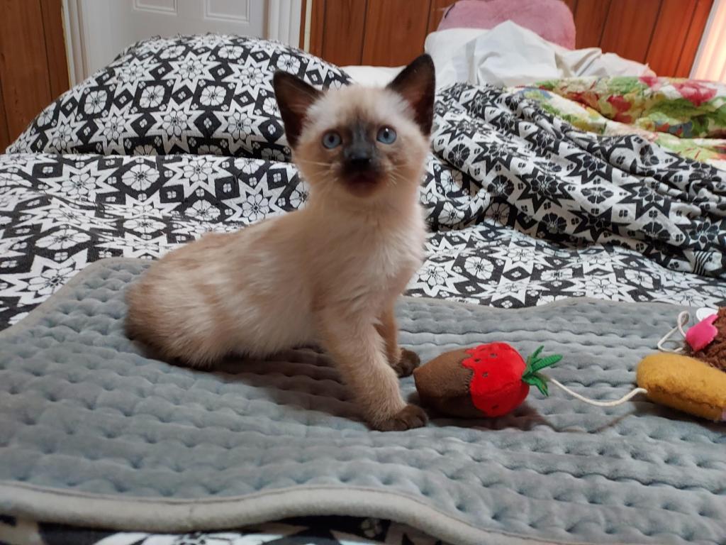 Siamese Kittens Ready For Xmas photo 10