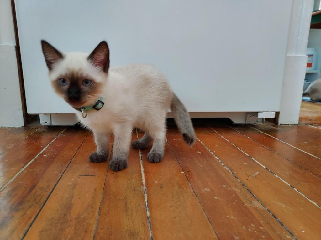 Siamese Kittens Ready For Xmas photo 4