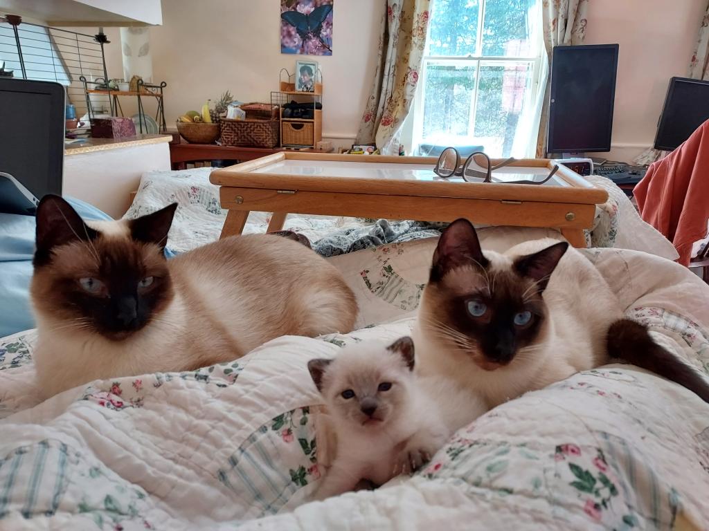 Siamese Kittens Ready For Xmas photo 7