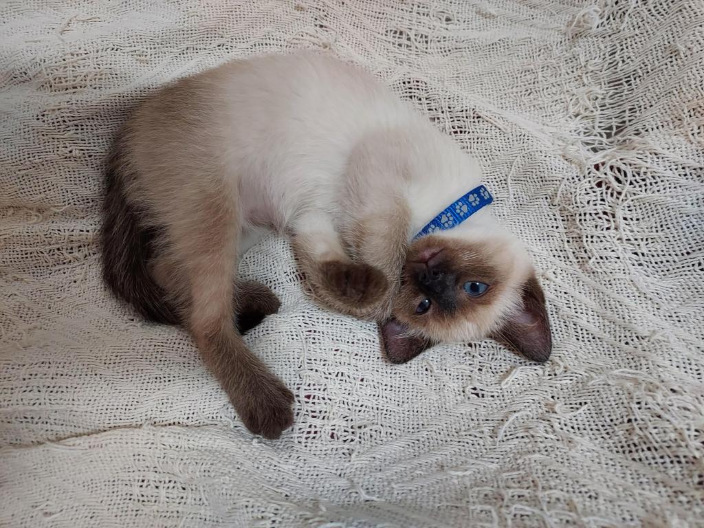 Siamese Kittens Ready For Xmas photo 8