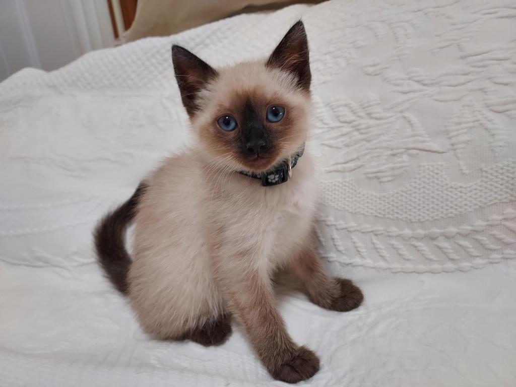 Siamese Kittens Ready For Xmas photo 9