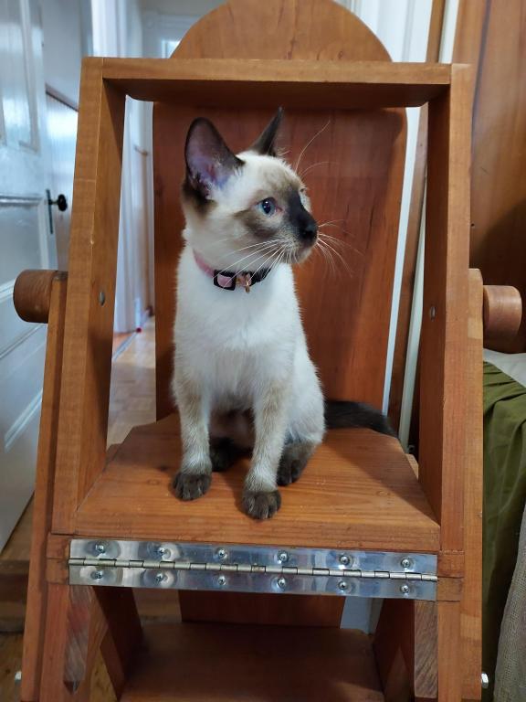 Siamese Kittens Ready For Xmas photo 6
