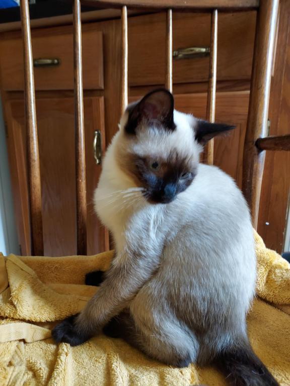Xmas Siamese Kittens photo 3