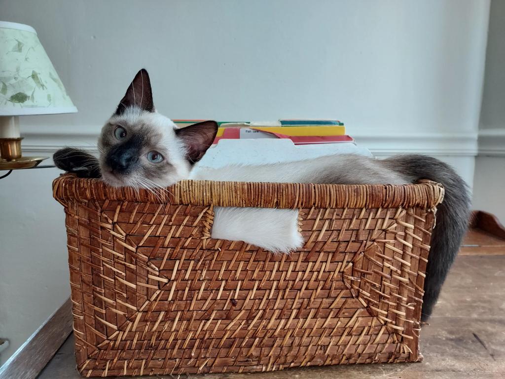Xmas Siamese Kittens photo 5