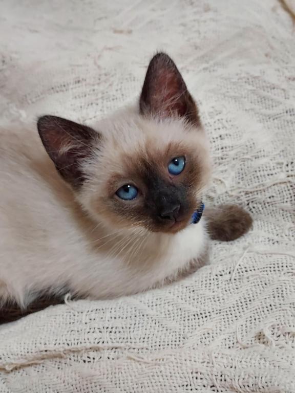 Xmas Siamese Kittens photo 1