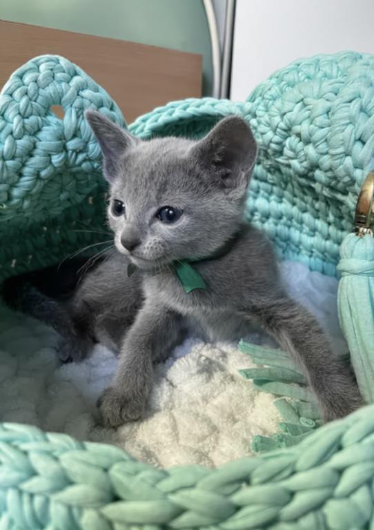 First Russian Blue Litter