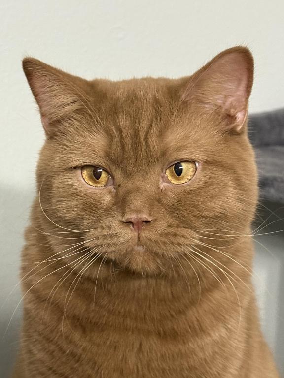 British Shorthair Male 15 Months Old photo 1