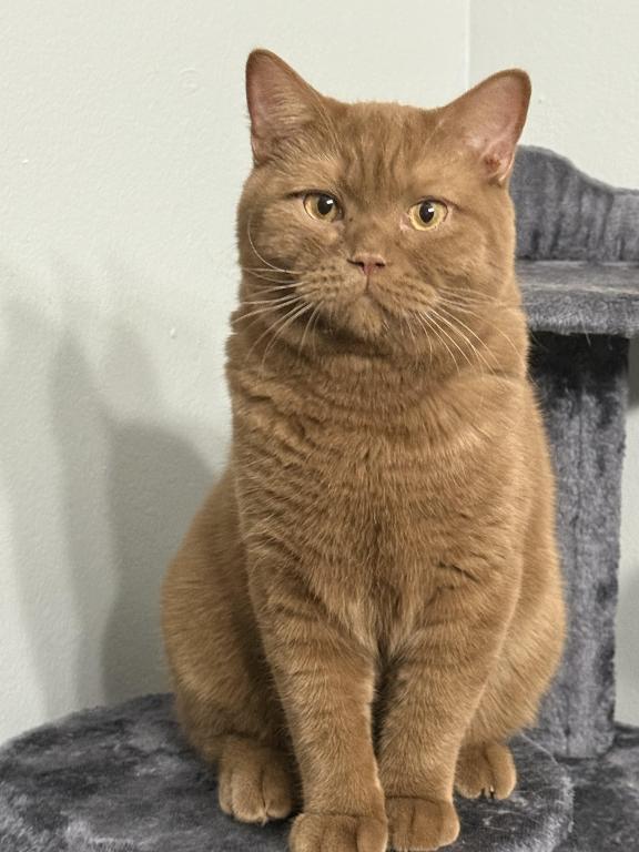British Shorthair Male 15 Months Old photo 2