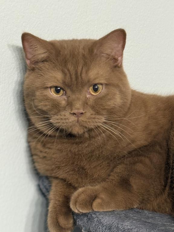 British Shorthair Male 15 Months Old photo 3