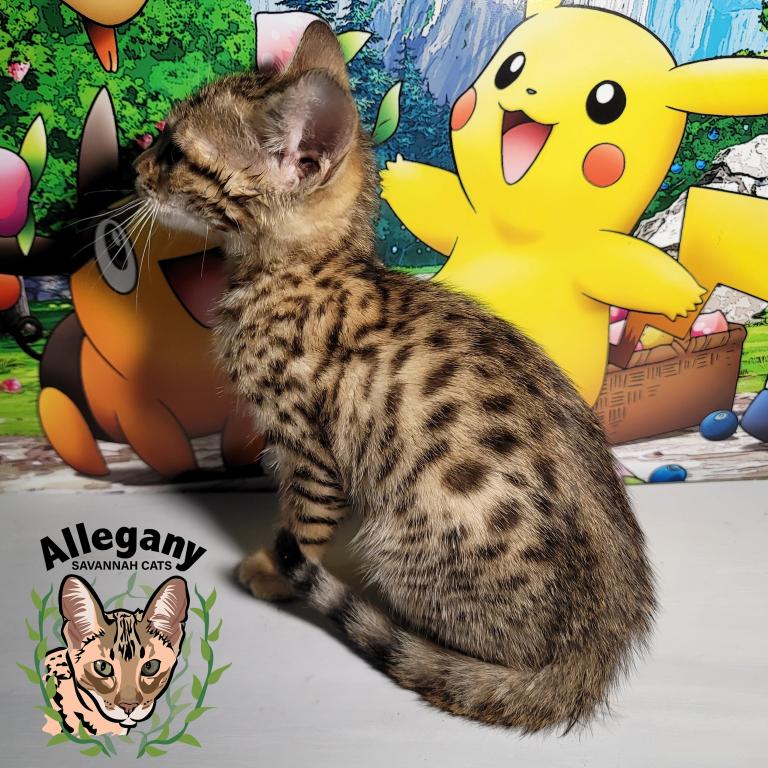 F4 Savannah Female Misty photo 2