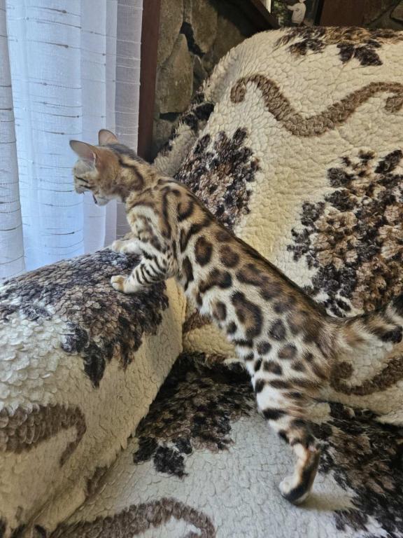 Bengal photo 2