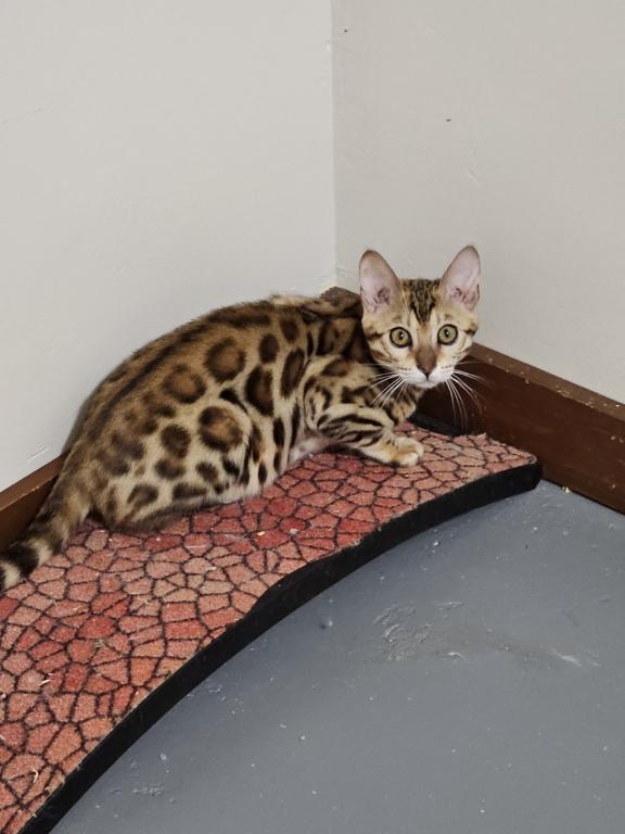 Bengal photo 1