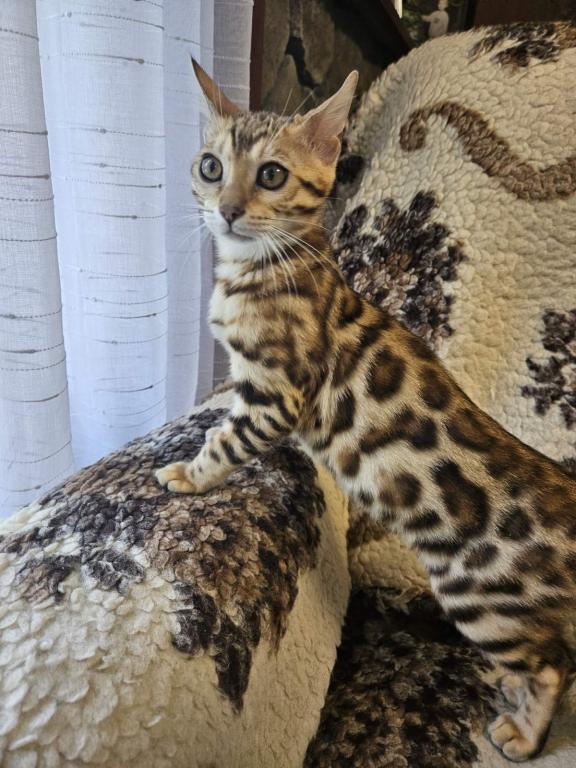Bengal photo 3