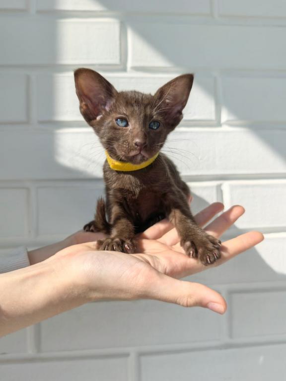 Oriental Shorthair Yellow Collar photo 3
